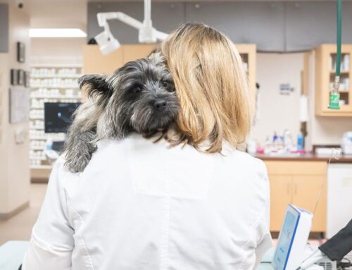 Professional Integrity in Veterinary Medicine